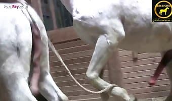 gay animal porn, free bestiality sex video